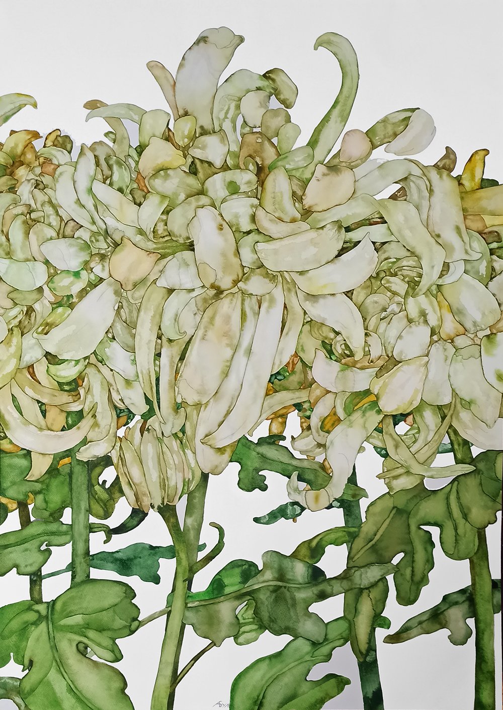Anna Bulkina “Chrizantemos/ Chrysanthemums”